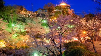 Kurashki_city_at_night_during_Hanami_(Sakura_blooming_season)._Okayama_Prefecture._Japan-2.jpg